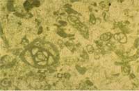 Limestone