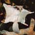 Flying squirrel tn Flying squirrel tn